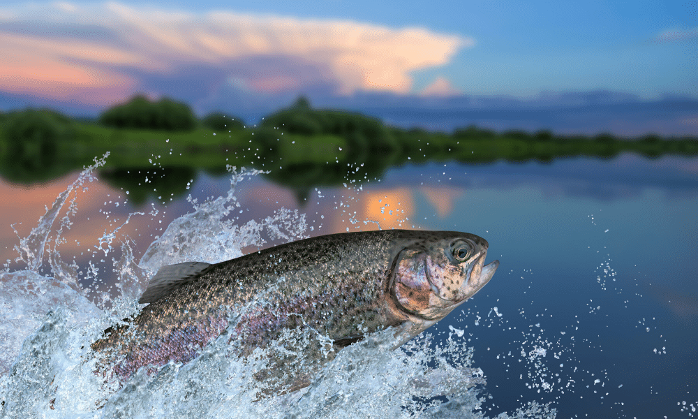 Fish jumping out of lake water