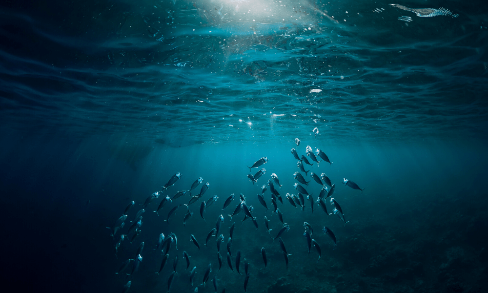 Deep Blue Sea with Fish swimming and the sun shining through
